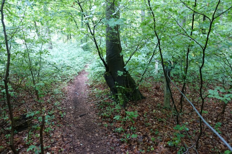 Rheinsteig Etappe 1: Bonn-Beuel - Knigswinter