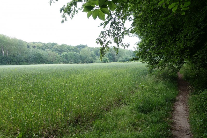 Rheinsteig Etappe 1: Bonn-Beuel - Knigswinter