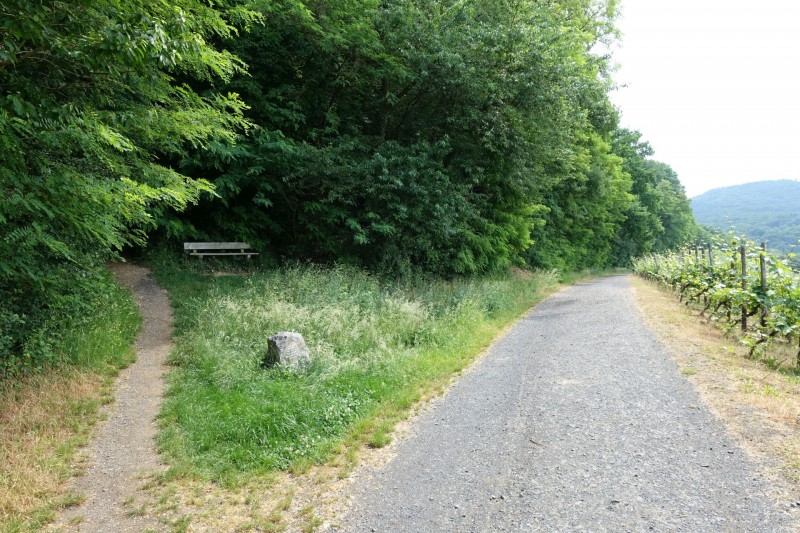 Rheinsteig Etappe 1: Bonn-Beuel - Knigswinter