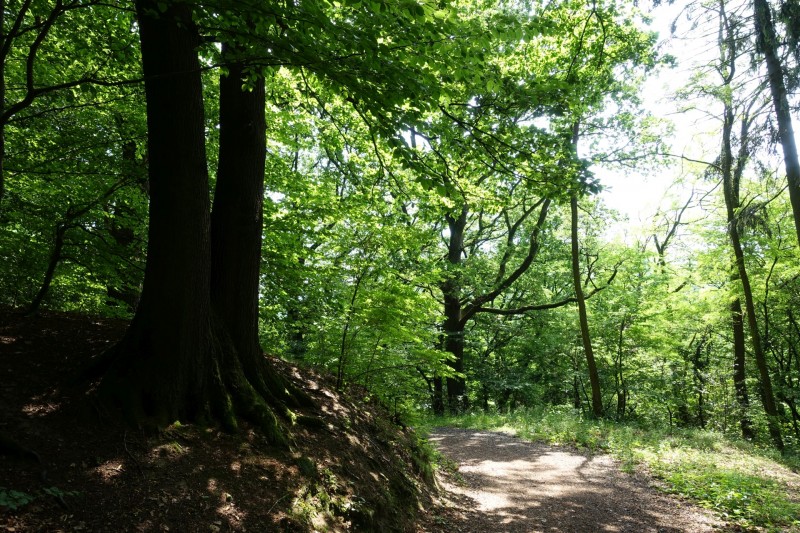 Rheinsteig Etappe 1: Bonn-Beuel - Knigswinter
