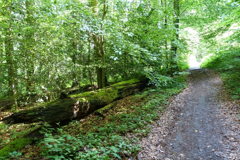 Rheinsteig Etappe 1: Bonn-Beuel - Knigswinter