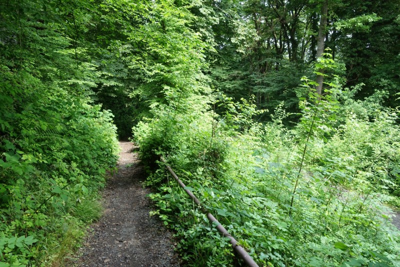 Rheinsteig Etappe 1: Bonn-Beuel - Knigswinter
