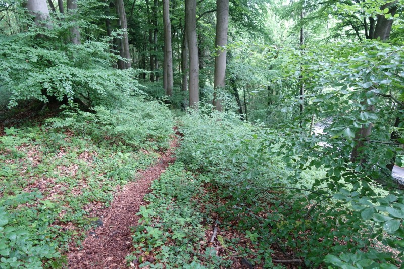 Rheinsteig Etappe 1: Bonn-Beuel - Knigswinter