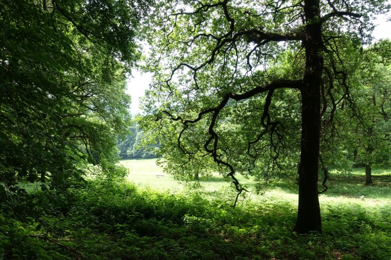 Rheinsteig Etappe 1: Bonn-Beuel - Knigswinter