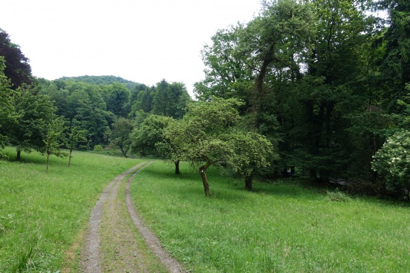 Rheinsteig Etappe 1: Bonn-Beuel - Knigswinter