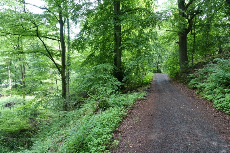 Rheinsteig Etappe 1: Bonn-Beuel - Knigswinter