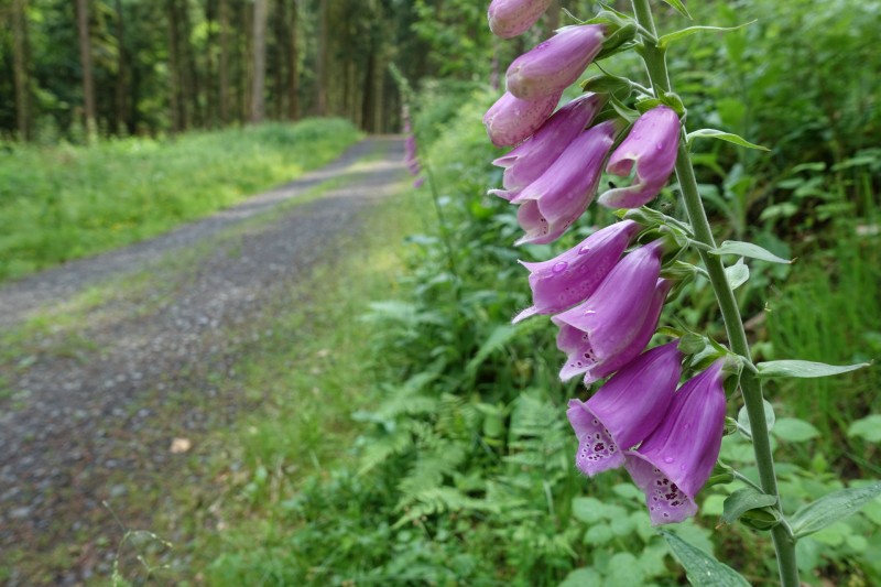 Rheinsteig Etappe 1: Bonn-Beuel - Knigswinter