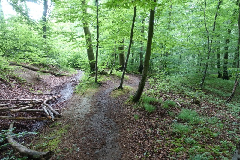 Rheinsteig Etappe 1: Bonn-Beuel - Knigswinter