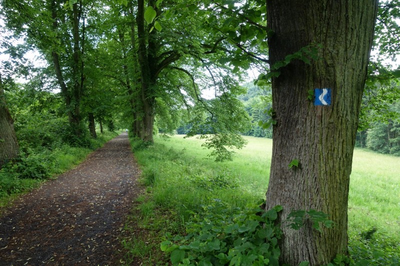 Rheinsteig Etappe 1: Bonn-Beuel - Knigswinter