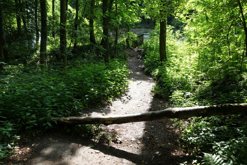 Rheinsteig Etappe 1: Bonn-Beuel - Knigswinter