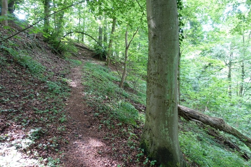 Rheinsteig Etappe 1: Bonn-Beuel - Knigswinter