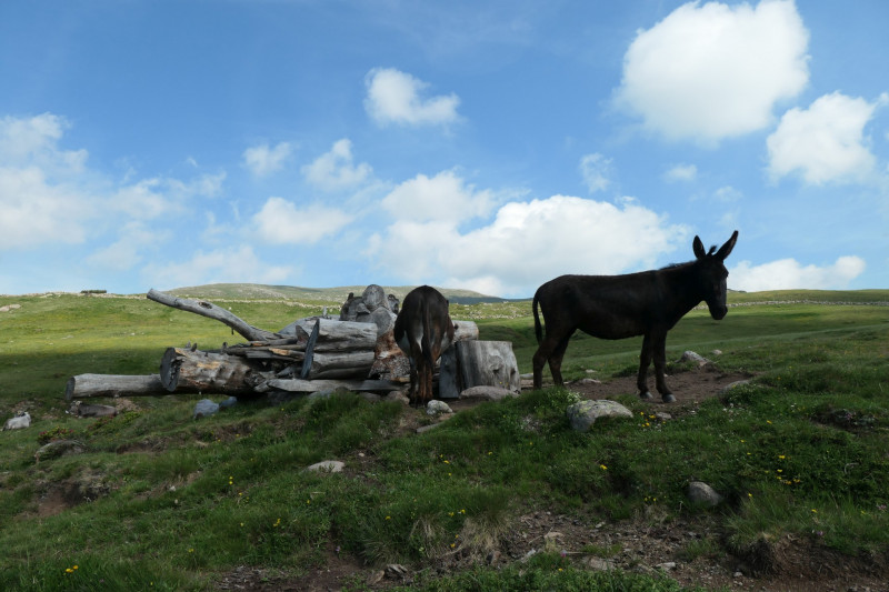 Rittner-Horn-Haus - Sarner Scharte - Villanderer Berg - Pfroderalm - Stfflhtte