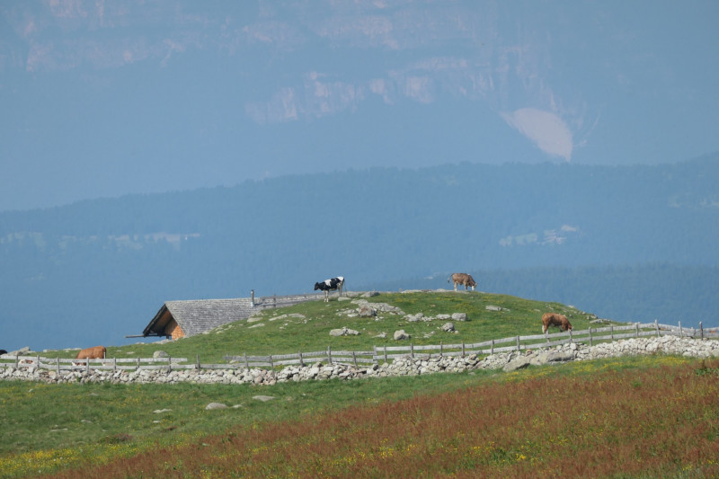 Rittner-Horn-Haus - Sarner Scharte - Villanderer Berg - Pfroderalm - Stfflhtte