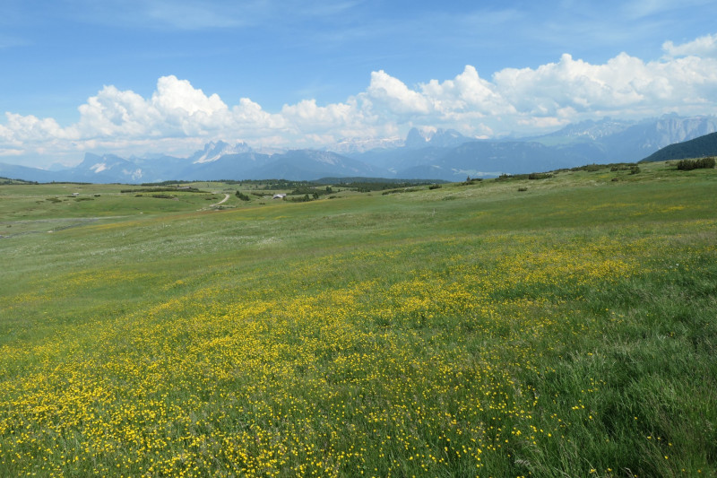 Rittner-Horn-Haus - Sarner Scharte - Villanderer Berg - Pfroderalm - Stfflhtte
