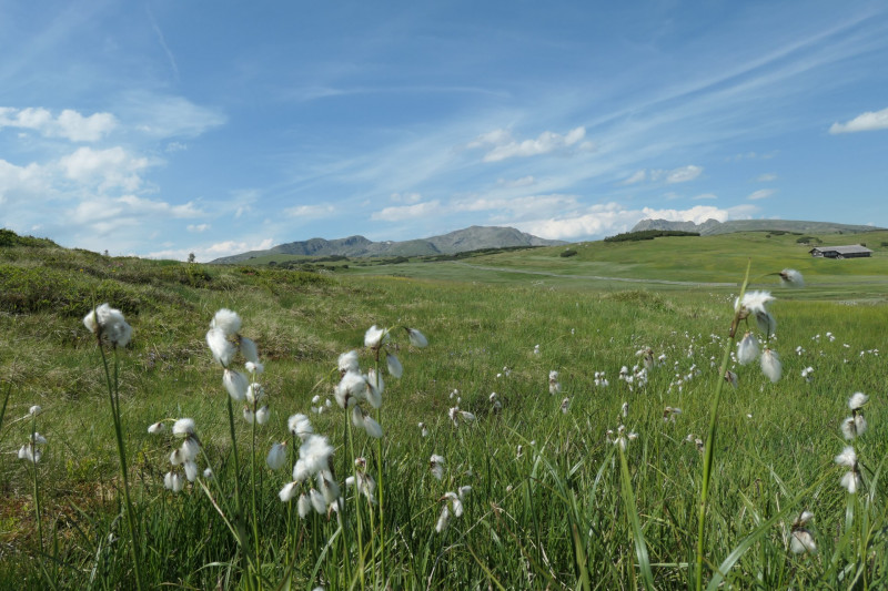 Rittner-Horn-Haus - Sarner Scharte - Villanderer Berg - Pfroderalm - Stfflhtte