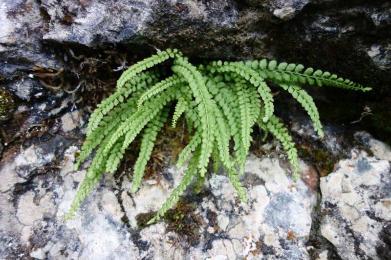 Saletalm - Wasseralm in der Röth