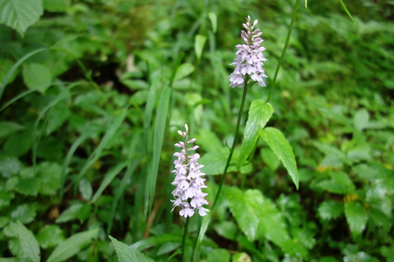Saletalm - Wasseralm in der Röth