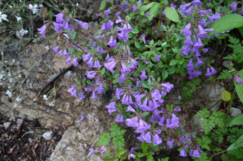 Saletalm - Wasseralm in der Röth