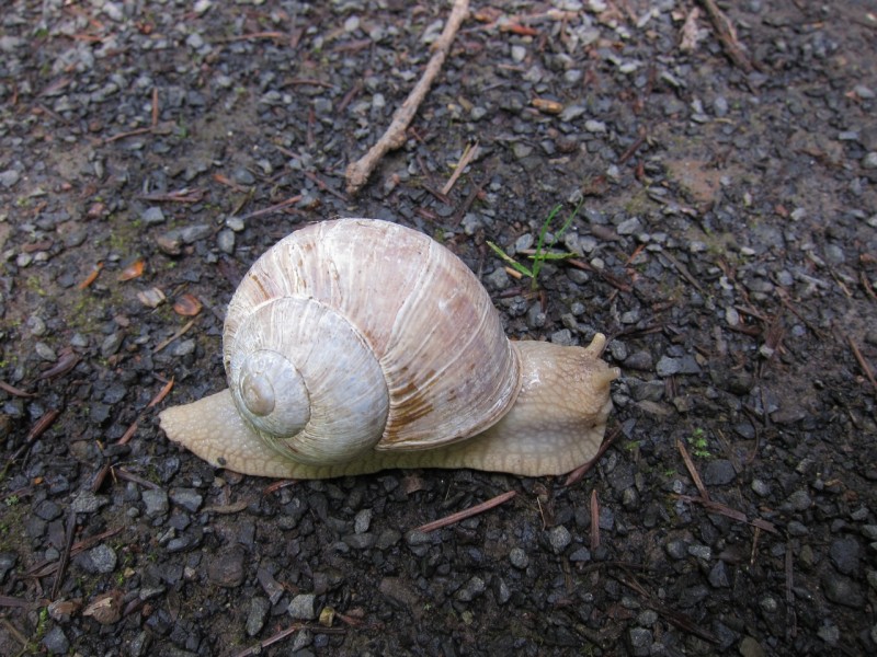 Saynsteig Traumpfad