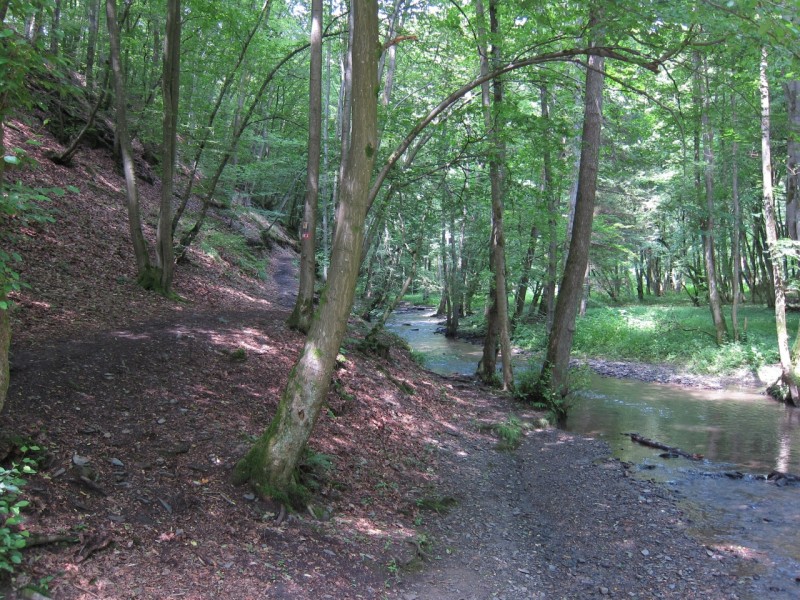 Saynsteig Traumpfad