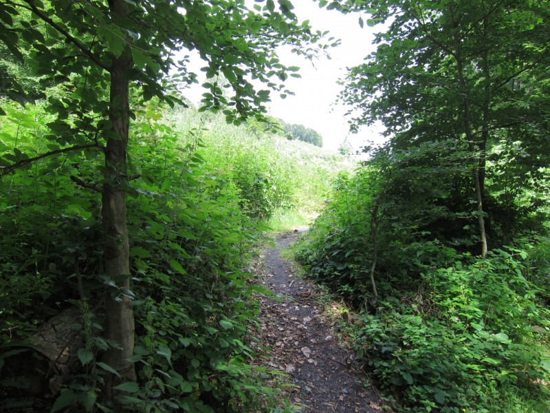 Saynsteig Traumpfad