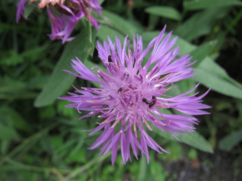 Saynsteig Traumpfad