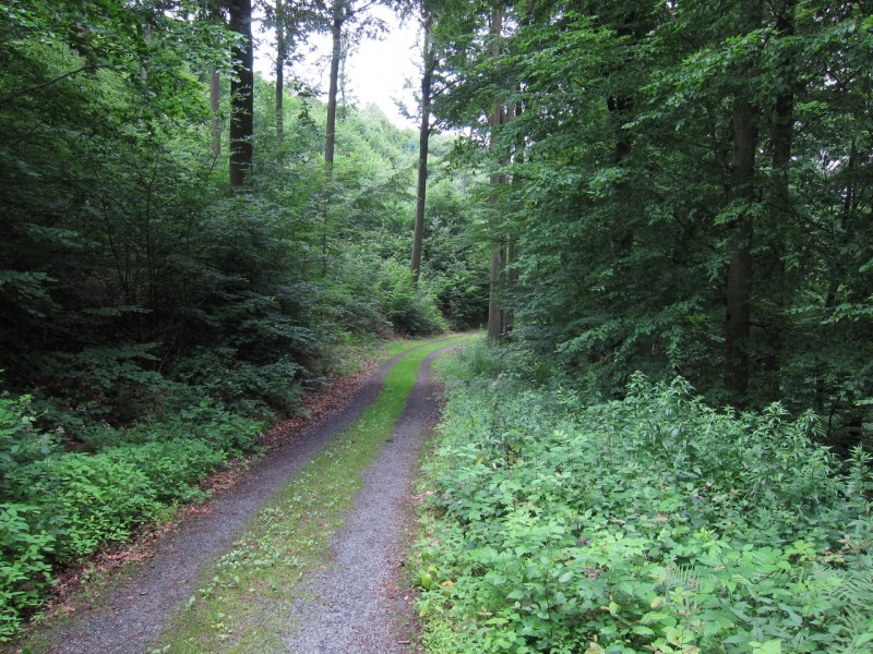 Saynsteig Traumpfad