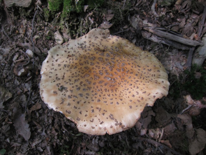 Saynsteig Traumpfad