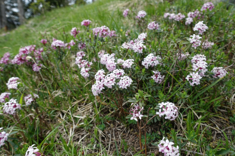 Schellalm - Schellkopf - Stiereck