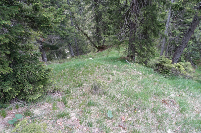 Schellalm - Schellkopf - Stiereck