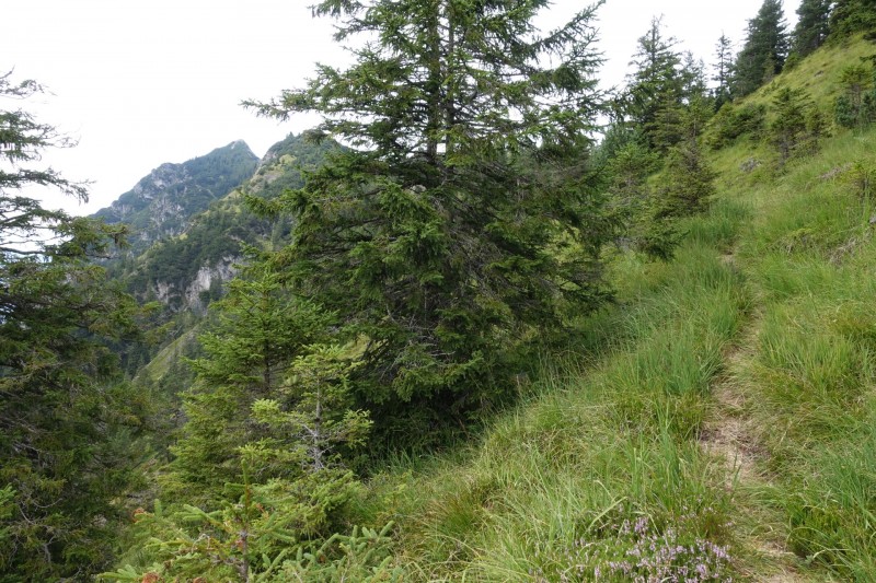 Plansee: Schrofennas - Tauern - Zunterkopf