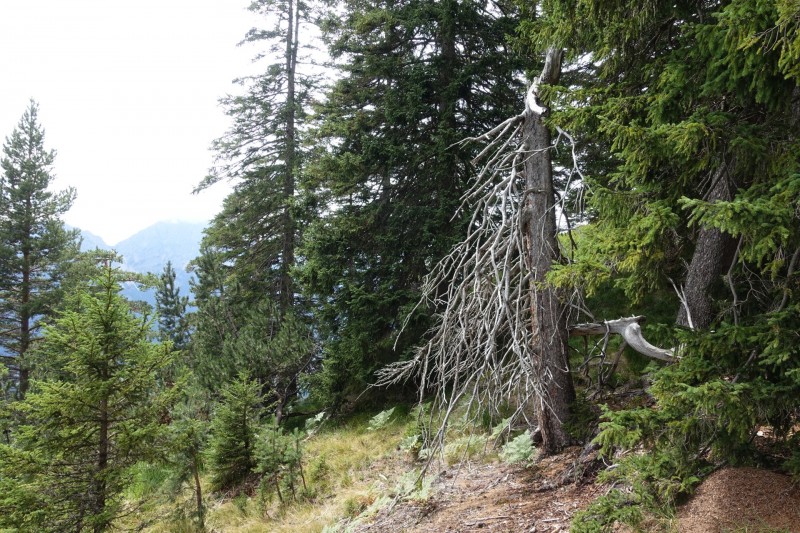Plansee: Schrofennas - Tauern - Zunterkopf