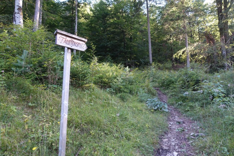 Plansee: Schrofennas - Tauern - Zunterkopf