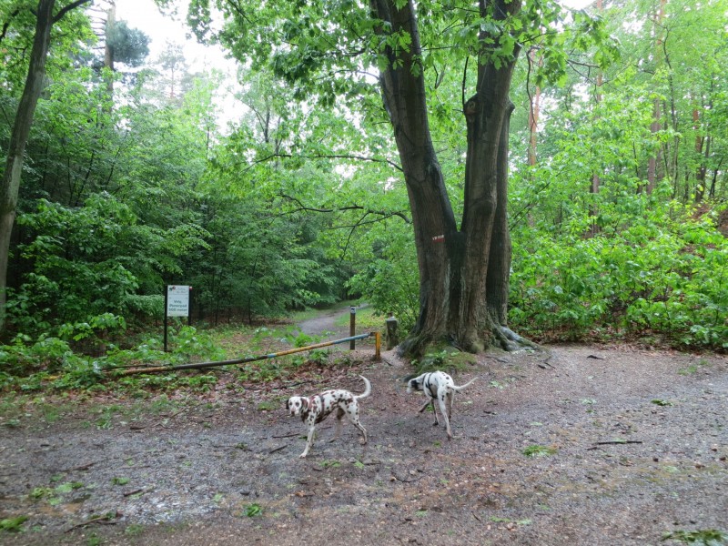 Schwalmbruch Premiumweg