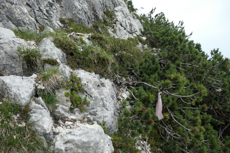 Stangenwald - Manndl - Vorderer Waxenstein - Zwölferkopf -BY- - Großer Waxenstein - Höllentalangerhütte - Stangensteig - Stangenwald