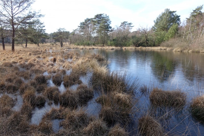 Teverener Heide
