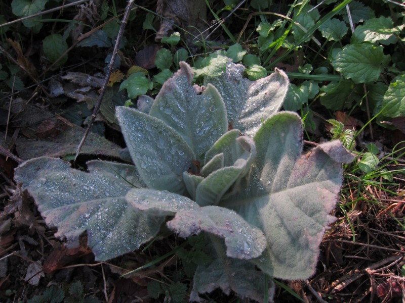 Traumpfad Hochbermeler