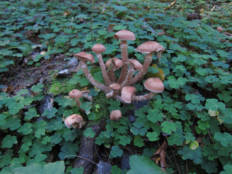 Traumpfad Hochbermeler