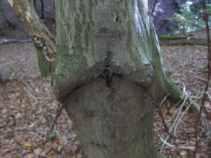 Traumpfad Hochbermeler