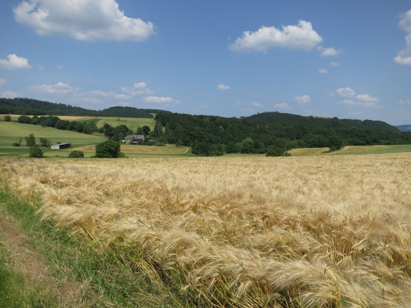 Traumpfad Koberner Burgpfad