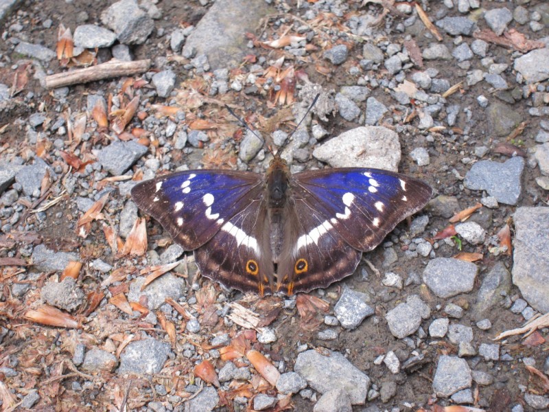 Traumpfad Monrealer Ritterschlag
