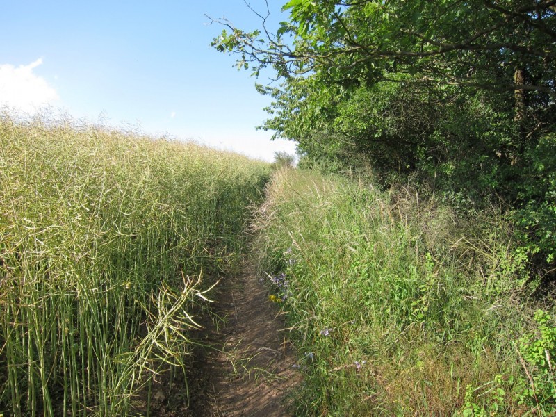 Traumpfad Monrealer Ritterschlag