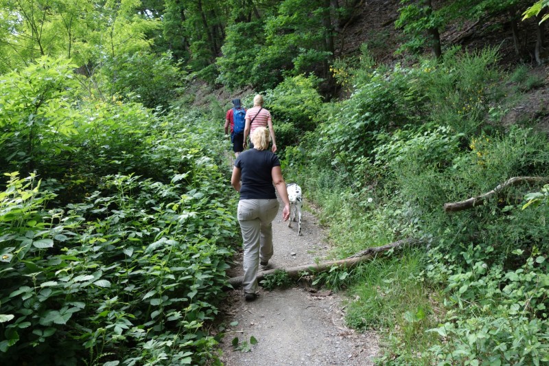 Traumpfad Rheingoldbogen (Uhrzeigersinn)