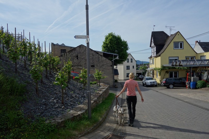 Traumpfad Rheingoldbogen (Uhrzeigersinn)