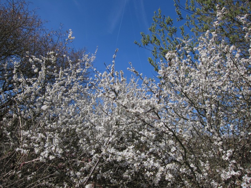 Traumpfad Rheingoldbogen