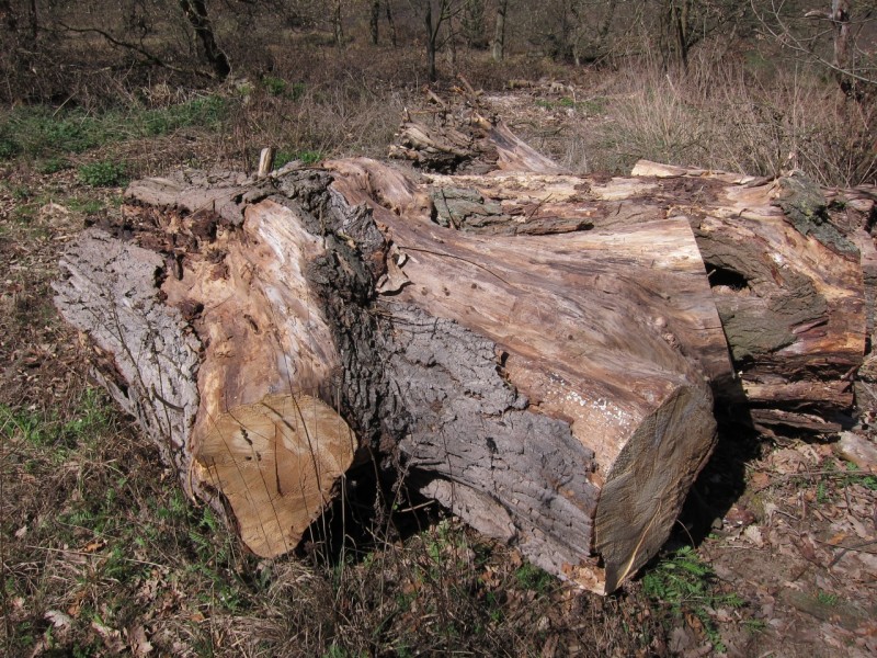 Traumpfad Rheingoldbogen