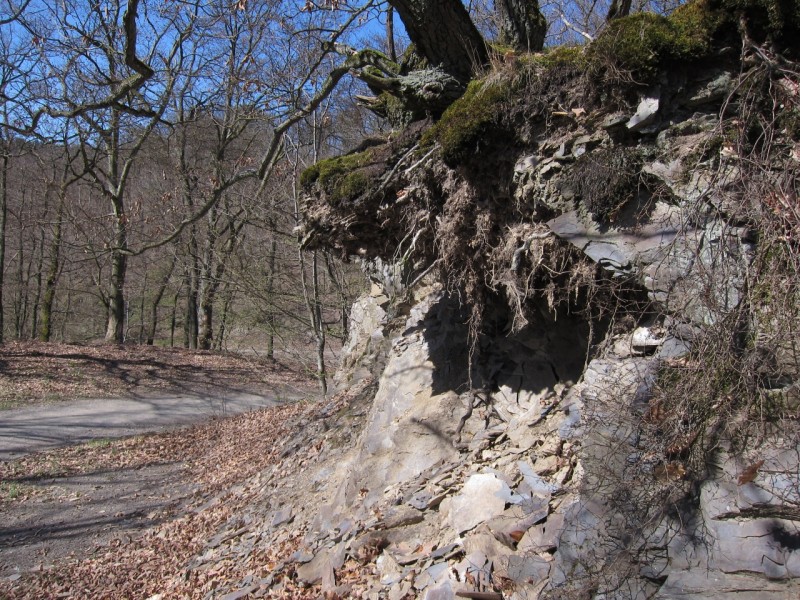Traumpfad Rheingoldbogen