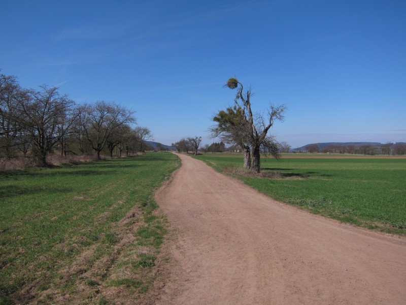 Traumpfad Rheingoldbogen