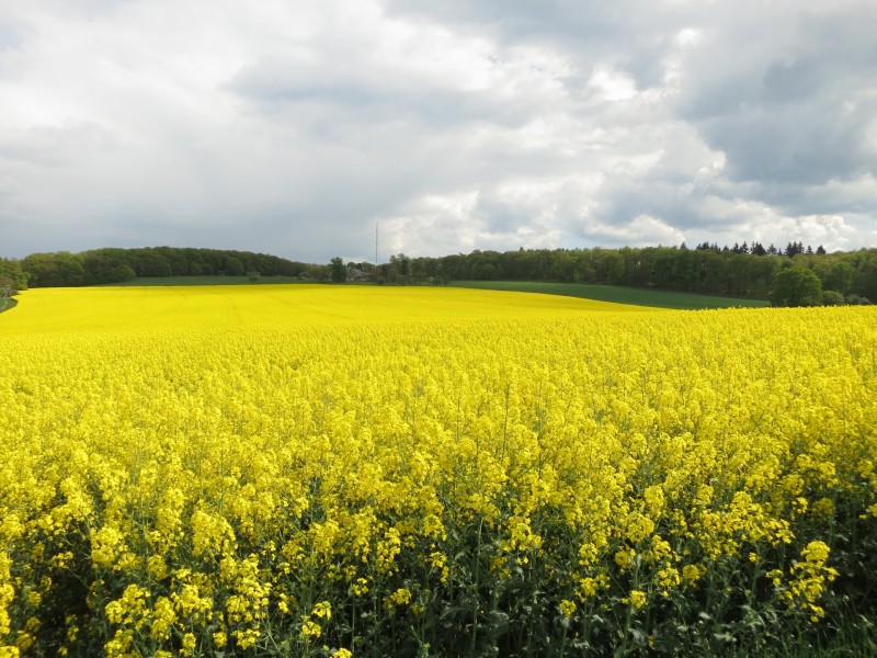 Traumpfad Schwalberstieg
