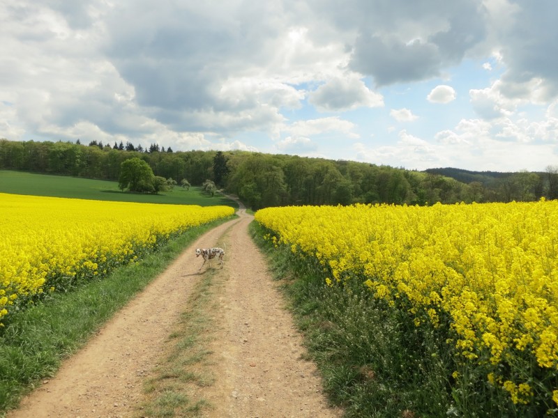 Traumpfad Schwalberstieg